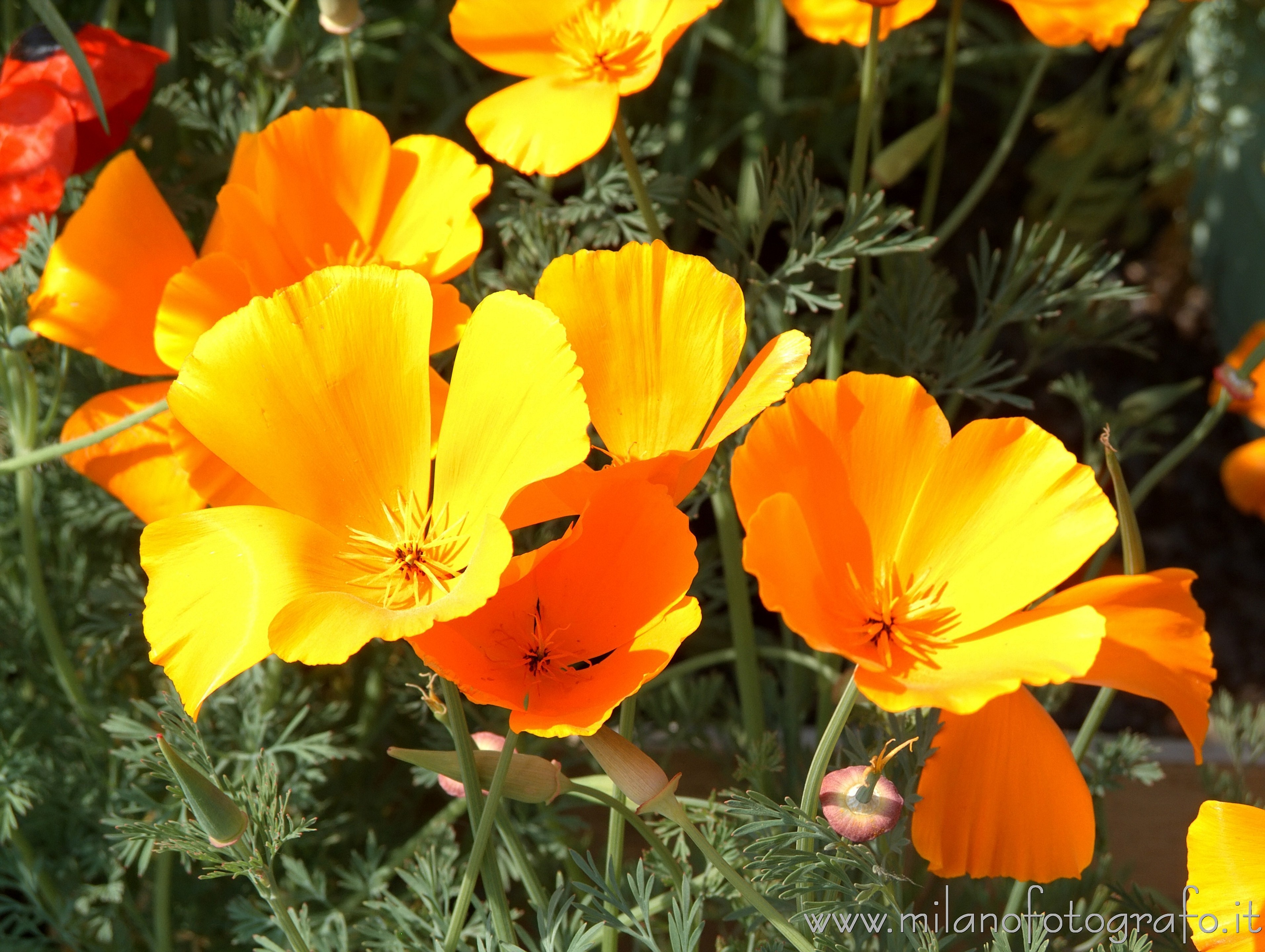 Milan (Italy) - Orange poppies at Orticola 2016